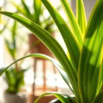 Jak często podlewać dracenę? Praktyczne wskazówki dla każdego ogrodnika