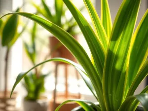 Jak często podlewać dracenę? Praktyczne wskazówki dla każdego ogrodnika